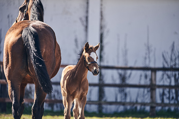 NATS-STUD-FOALS-2020-DJ-1316
