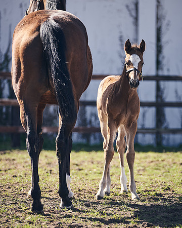 NATS-STUD-FOALS-2020-DJ-1317