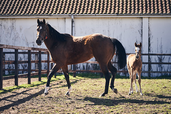 NATS-STUD-FOALS-2020-DJ-1320