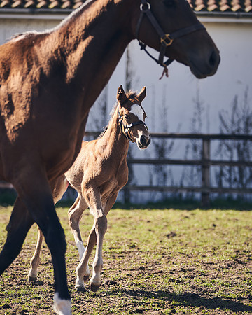 NATS-STUD-FOALS-2020-DJ-1323