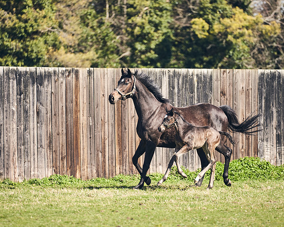 NATS-STUD-FOALS-2020-DJ-1327