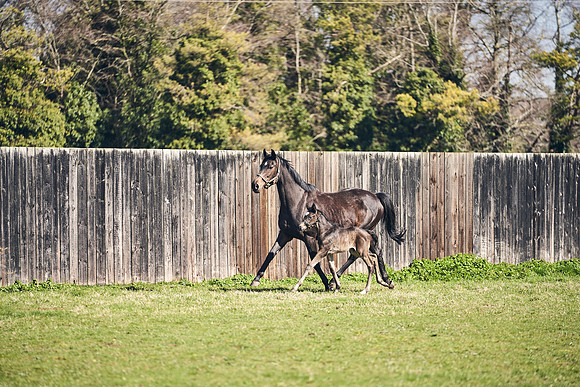 NATS-STUD-FOALS-2020-DJ-1329