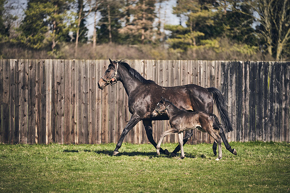 NATS-STUD-FOALS-2020-DJ-1349