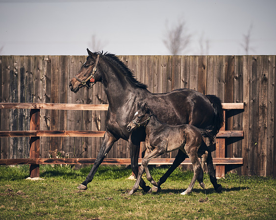 NATS-STUD-FOALS-2020-DJ-1364