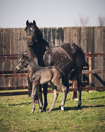 NATS-STUD-FOALS-2020-DJ-1366