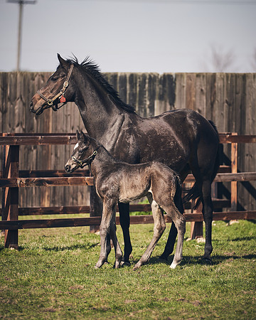 NATS-STUD-FOALS-2020-DJ-1368