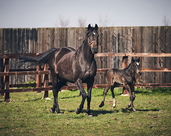 NATS-STUD-FOALS-2020-DJ-1371