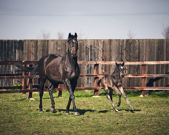 NATS-STUD-FOALS-2020-DJ-1373
