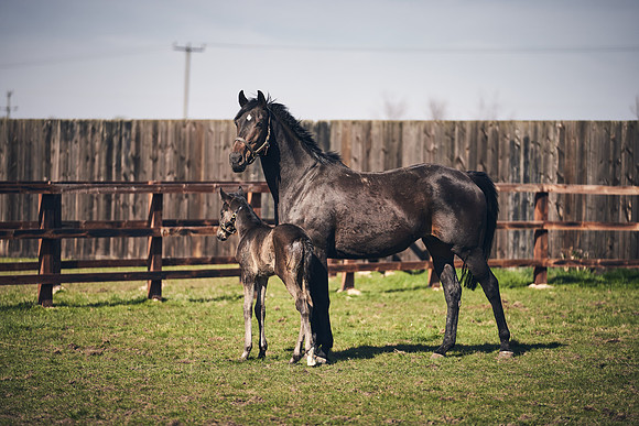 NATS-STUD-FOALS-2020-DJ-1379