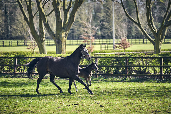 NATS-STUD-FOALS-2020-DJ-1421