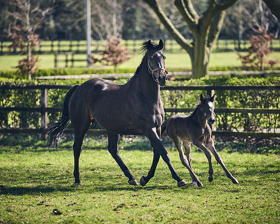 NATS-STUD-FOALS-2020-DJ-1422