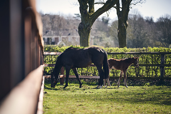 NATS-STUD-FOALS-2020-DJ-1437