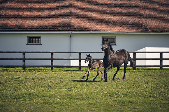 NATS-STUD-FOALS-2020-DJ-1440