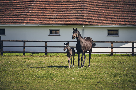 NATS-STUD-FOALS-2020-DJ-1445A