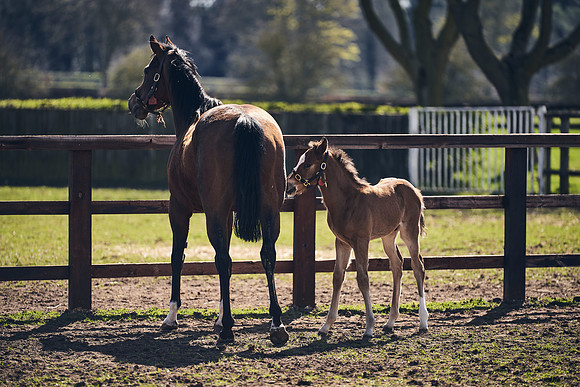NATS-STUD-FOALS-2020-DJ-1452