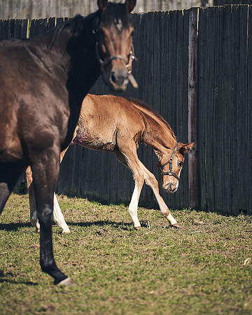 NATS-STUD-FOALS-2020-DJ-1460