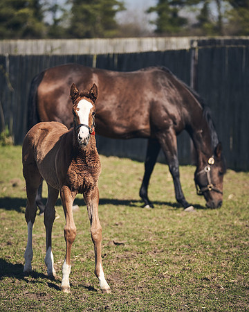 NATS-STUD-FOALS-2020-DJ-1476