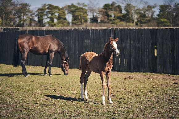 NATS-STUD-FOALS-2020-DJ-1481