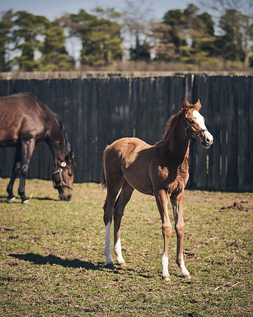 NATS-STUD-FOALS-2020-DJ-1482