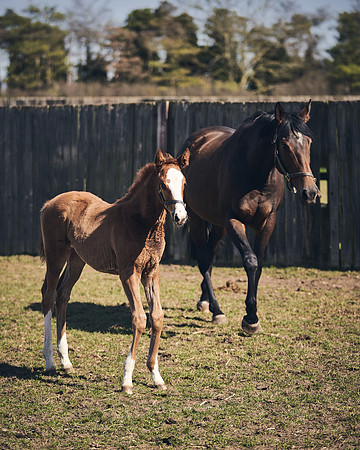 NATS-STUD-FOALS-2020-DJ-1490