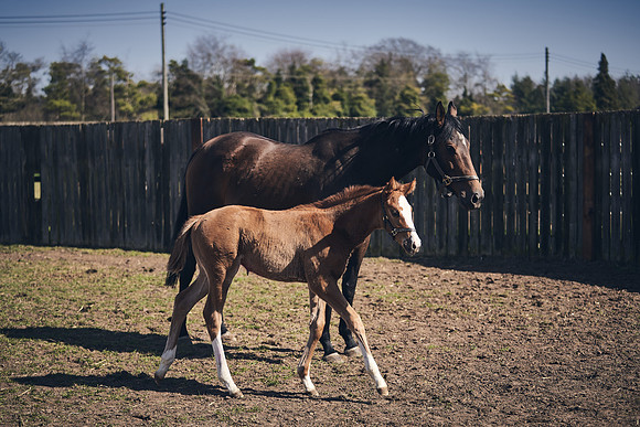 NATS-STUD-FOALS-2020-DJ-1496