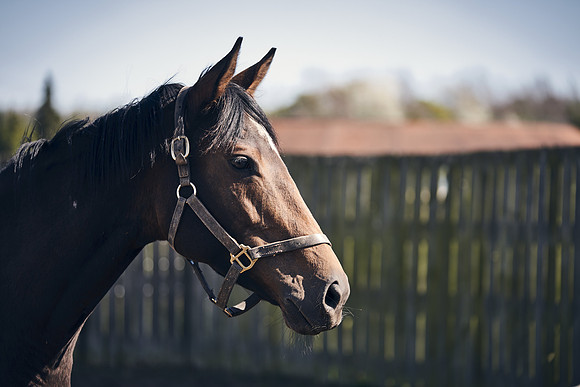 NATS-STUD-FOALS-2020-DJ-1503