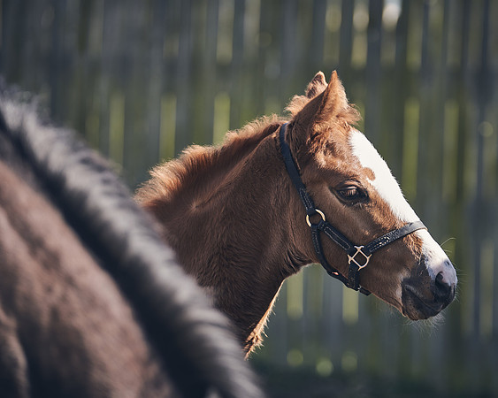 NATS-STUD-FOALS-2020-DJ-1510