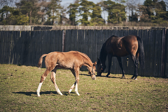 NATS-STUD-FOALS-2020-DJ-1526