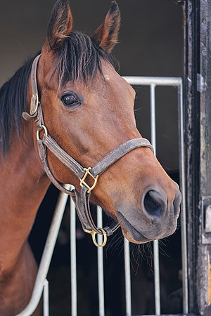 The-National-Stud-Dominic-James_DOM9733
