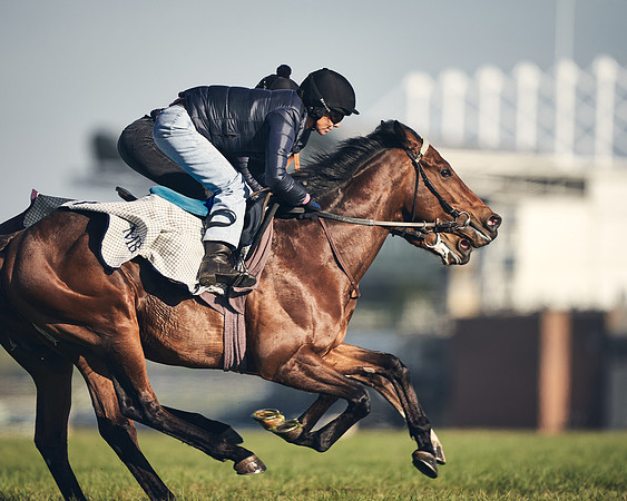 CAMBRIDGE-ROAD-GALLOPS-15TH-APRIL-DJ-_DJ94580-0603