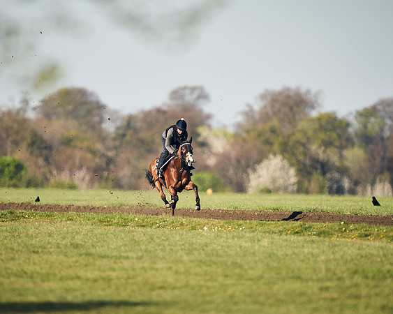 CAMBRIDGE-ROAD-GALLOPS-15TH-APRIL-DJ-_DJ94688-0711
