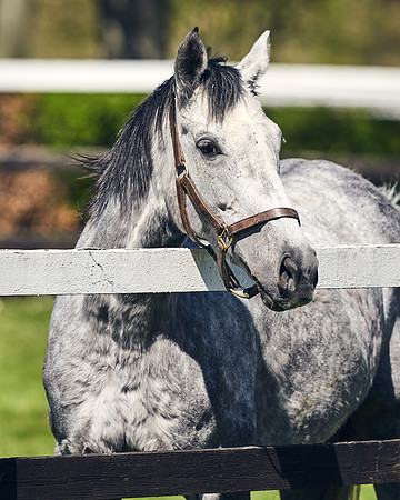 NATIONAL-STUD-TIM-FOAL-DJ-2210