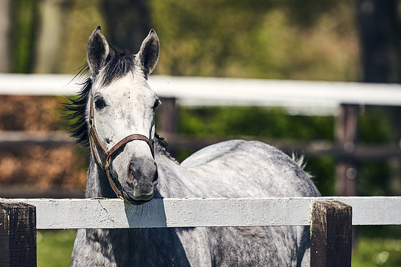 NATIONAL-STUD-TIM-FOAL-DJ-2212