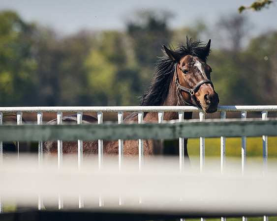 NATIONAL-STUD-TIM-FOAL-DJ-2241