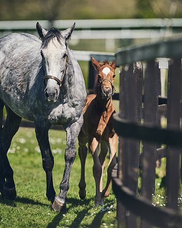NATIONAL-STUD-TIM-FOAL-DJ-2262