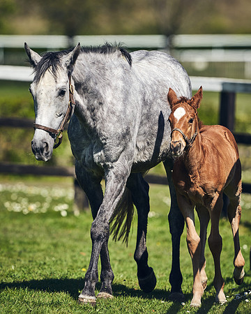 NATIONAL-STUD-TIM-FOAL-DJ-2265