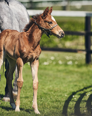 NATIONAL-STUD-TIM-FOAL-DJ-2270