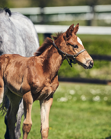 NATIONAL-STUD-TIM-FOAL-DJ-2271