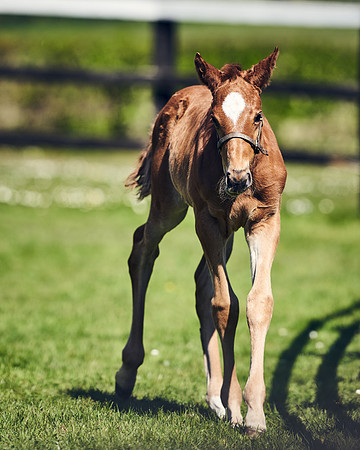 NATIONAL-STUD-TIM-FOAL-DJ-2275