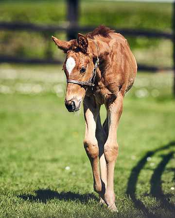 NATIONAL-STUD-TIM-FOAL-DJ-2276