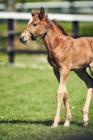 NATIONAL-STUD-TIM-FOAL-DJ-2287