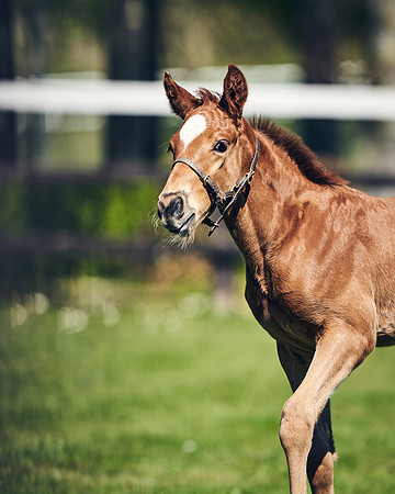 NATIONAL-STUD-TIM-FOAL-DJ-2297