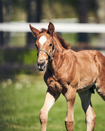 NATIONAL-STUD-TIM-FOAL-DJ-2300