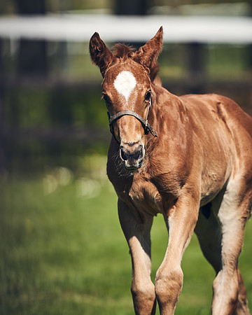 NATIONAL-STUD-TIM-FOAL-DJ-2302