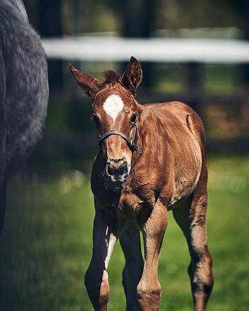 NATIONAL-STUD-TIM-FOAL-DJ-2305