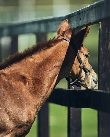 NATIONAL-STUD-TIM-FOAL-DJ-2312