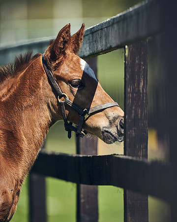 NATIONAL-STUD-TIM-FOAL-DJ-2321
