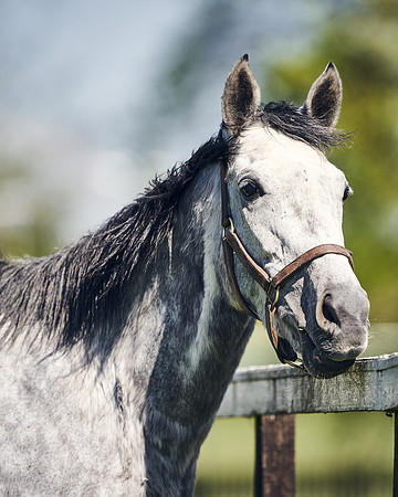 NATIONAL-STUD-TIM-FOAL-DJ-2324
