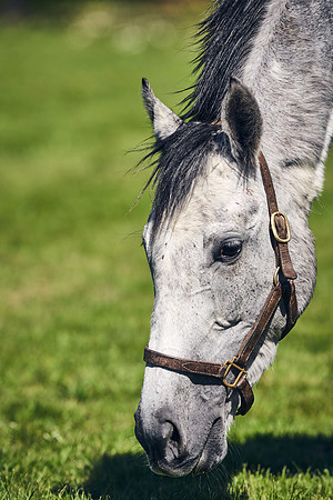 NATIONAL-STUD-TIM-FOAL-DJ-2330
