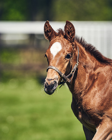 NATIONAL-STUD-TIM-FOAL-DJ-2333